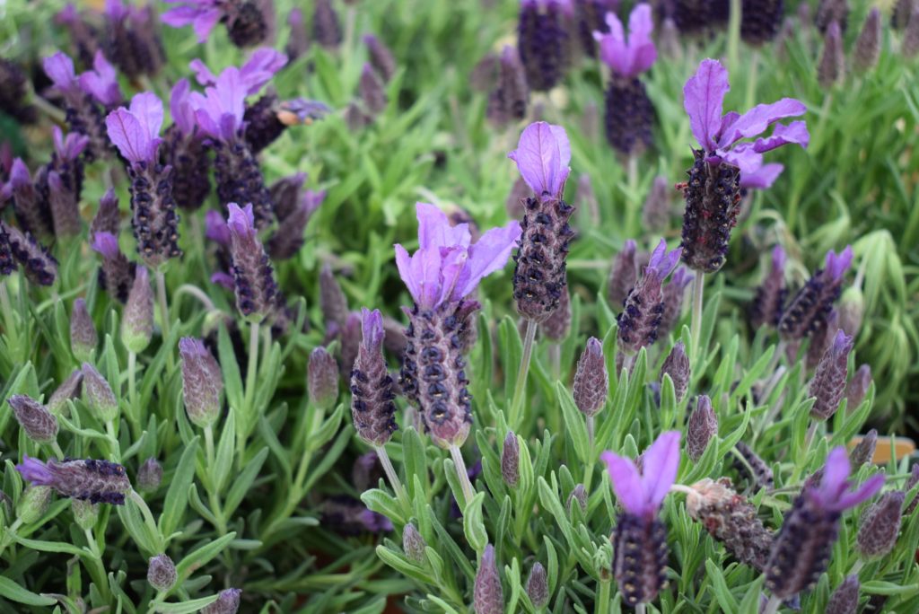 Taunton Otter Garden Centres
