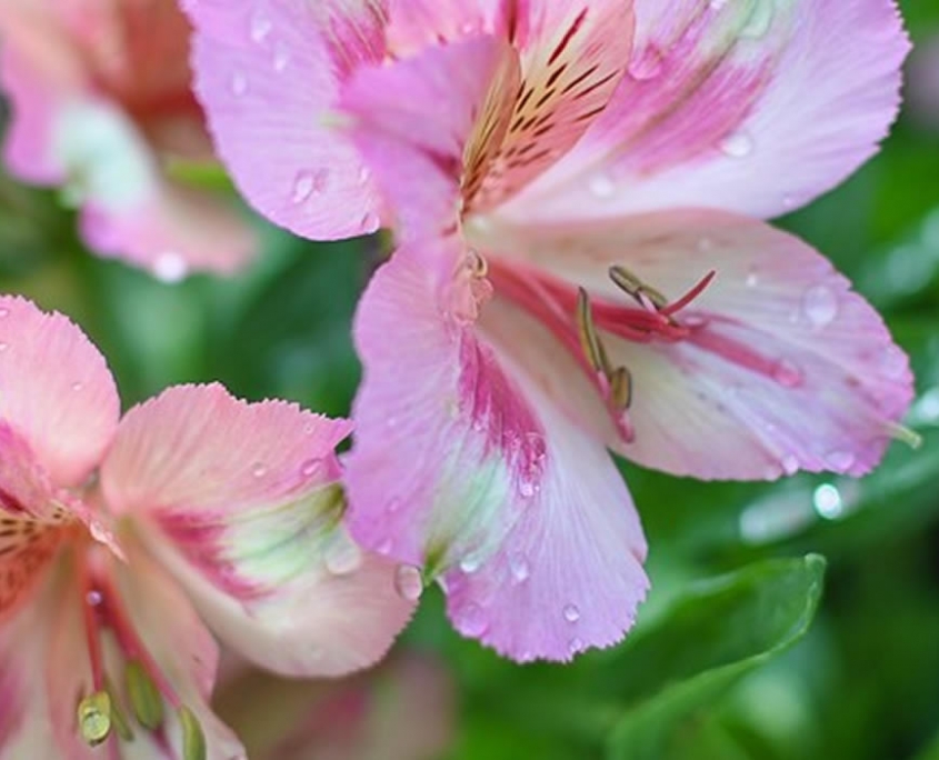 Our Centres Otter Garden Centres