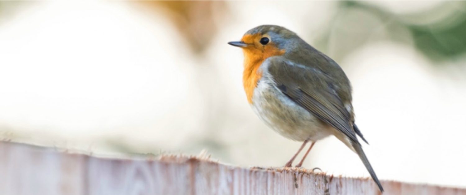 Home Otter Garden Centres