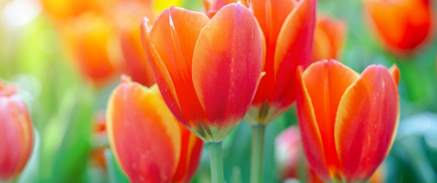 Home - Otter Garden Centres