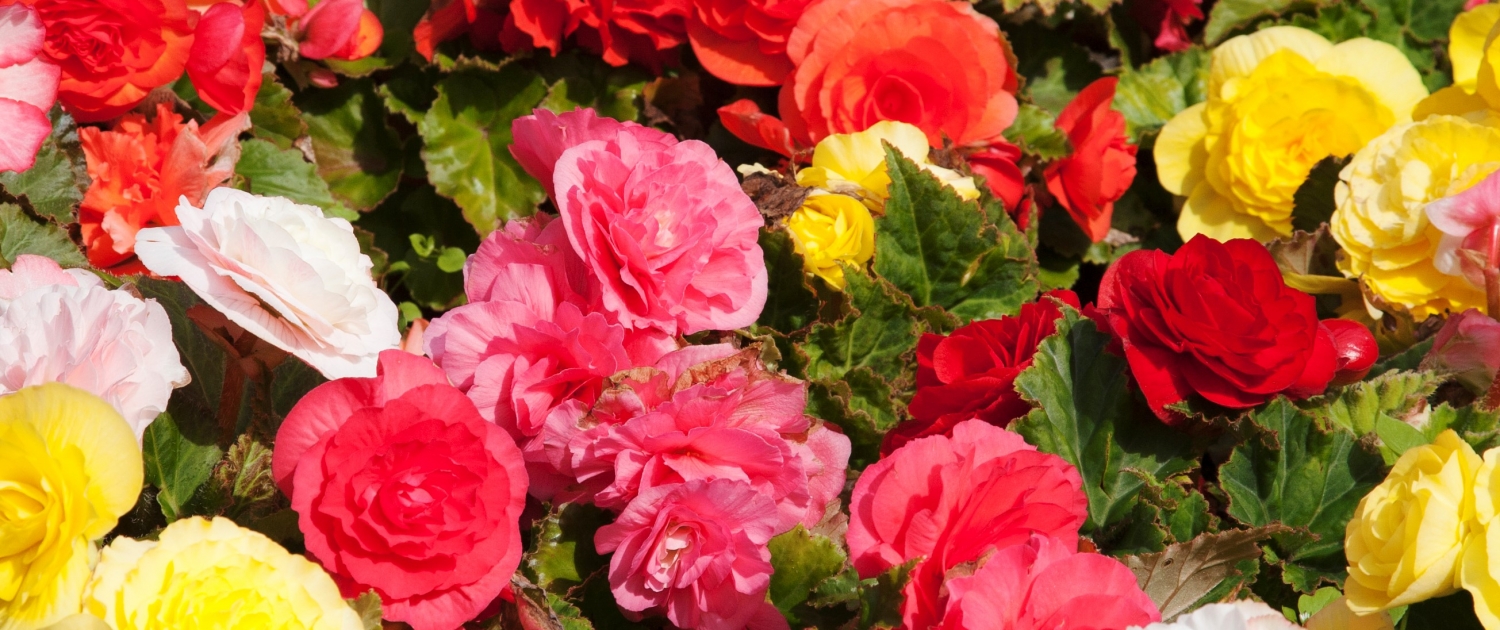 Garden Centres Taunton Somerset Fasci Garden