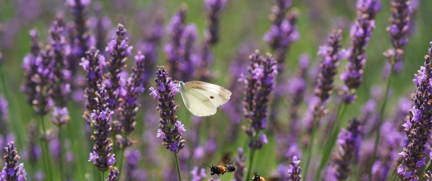 Garden Centres Taunton Somerset Fasci Garden