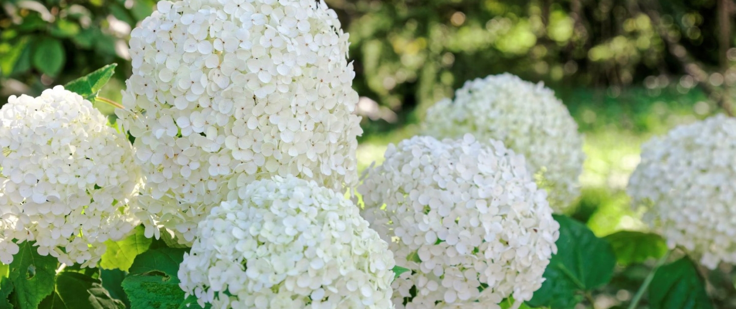 Home Otter Garden Centres