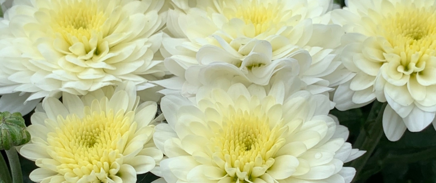 Home - Otter Garden Centres