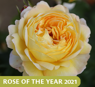 Belle de Jour Rose of the Year 2021
