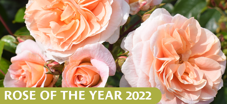 It's A Wonderful Life Rose of the Year 2022
