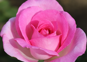 Pink Perfection Rose