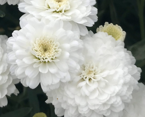 Argyranthemum Molimba Double White