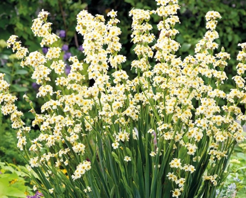 sisyrinchium striatum