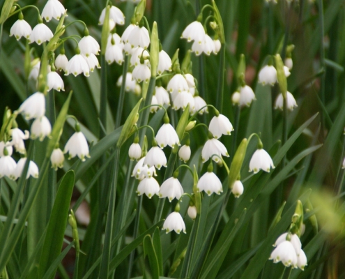 Leucojum 'Snowflake'