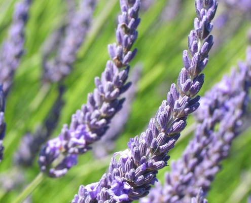 Lavendar Grosse