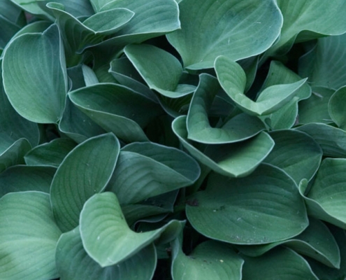 Hosta 'Blue Mouse Ears'