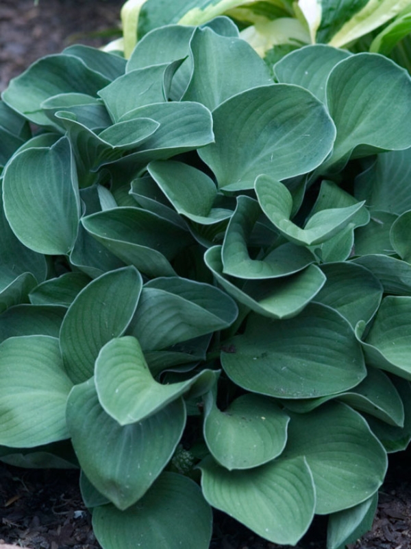 Hosta 'Blue Mouse Ears'