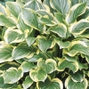 Hosta 'So Sweet'