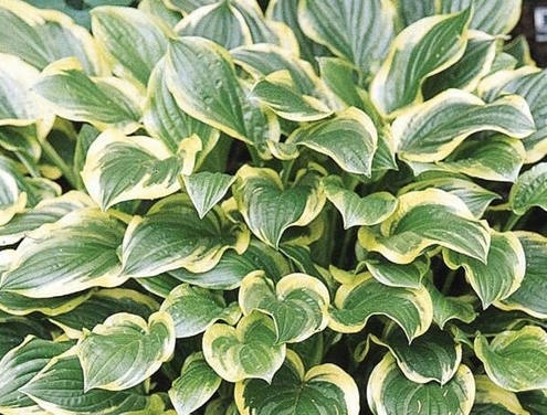 Hosta 'So Sweet'