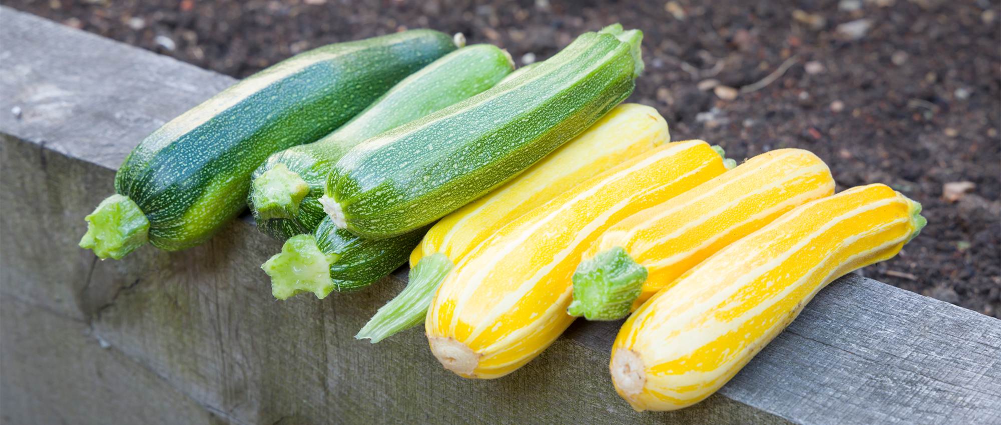 Picking Courgettes