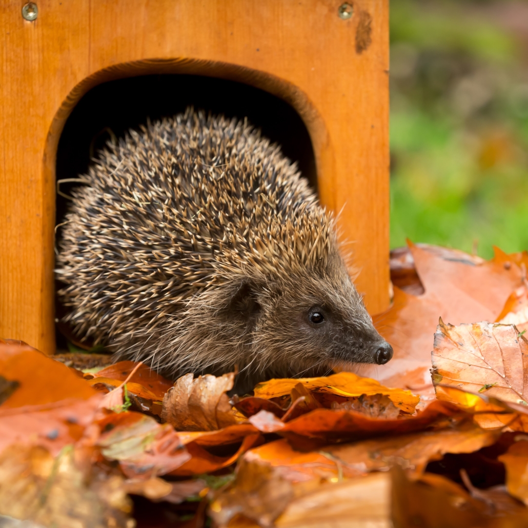 How to safely help hedgehogs during the autumn Otter Garden Centres