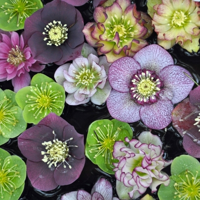 Christmas Roses (Hellebores)