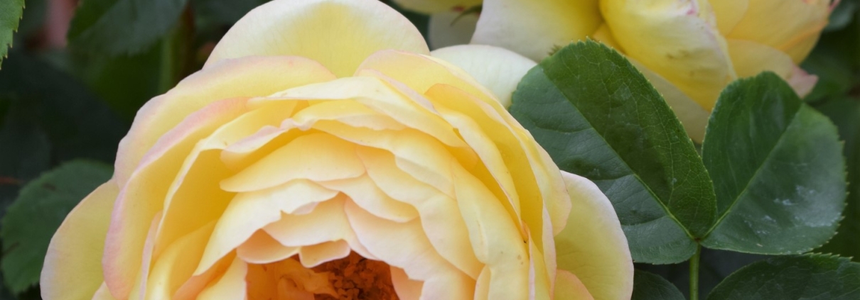 Rose-Belle-de-Jour-OTT