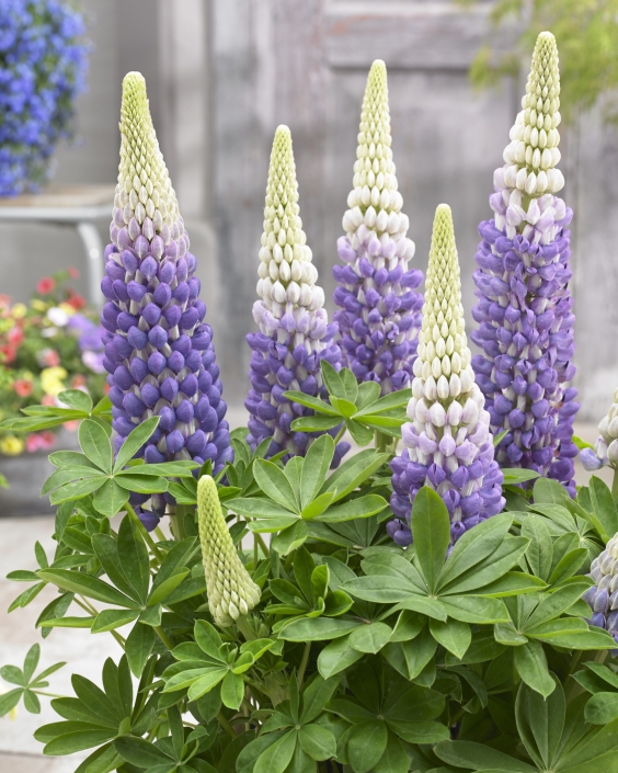 Lupinus 'West Country Persian Slipper' (PBR) - 2 litre pot - Otter ...