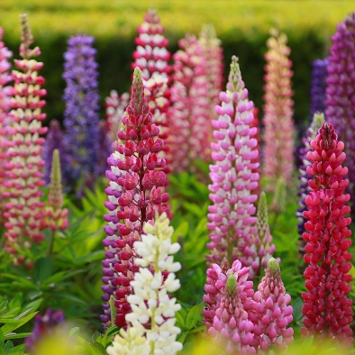 West Country Lupins