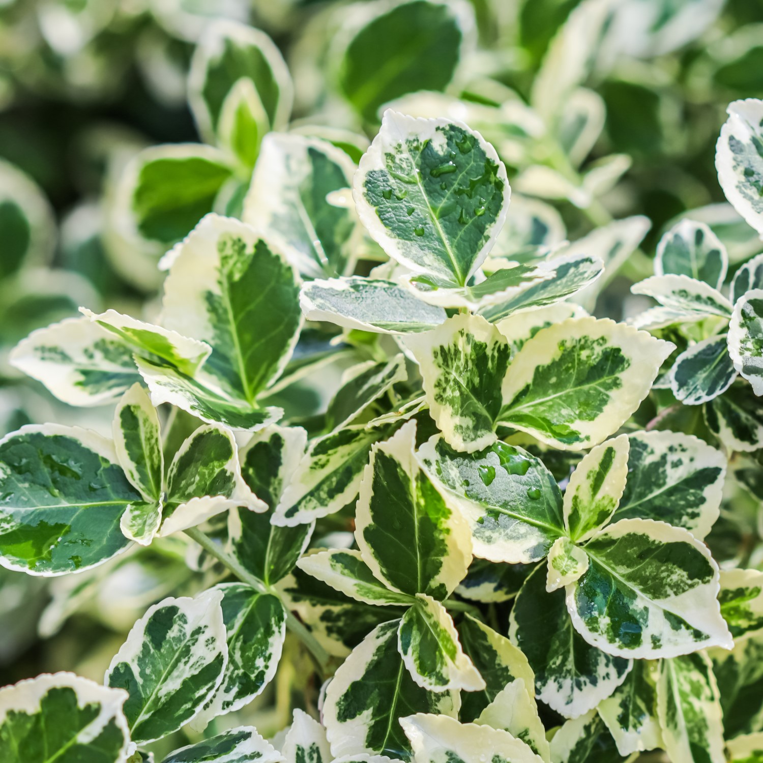 Euonymus Gold And Emerald