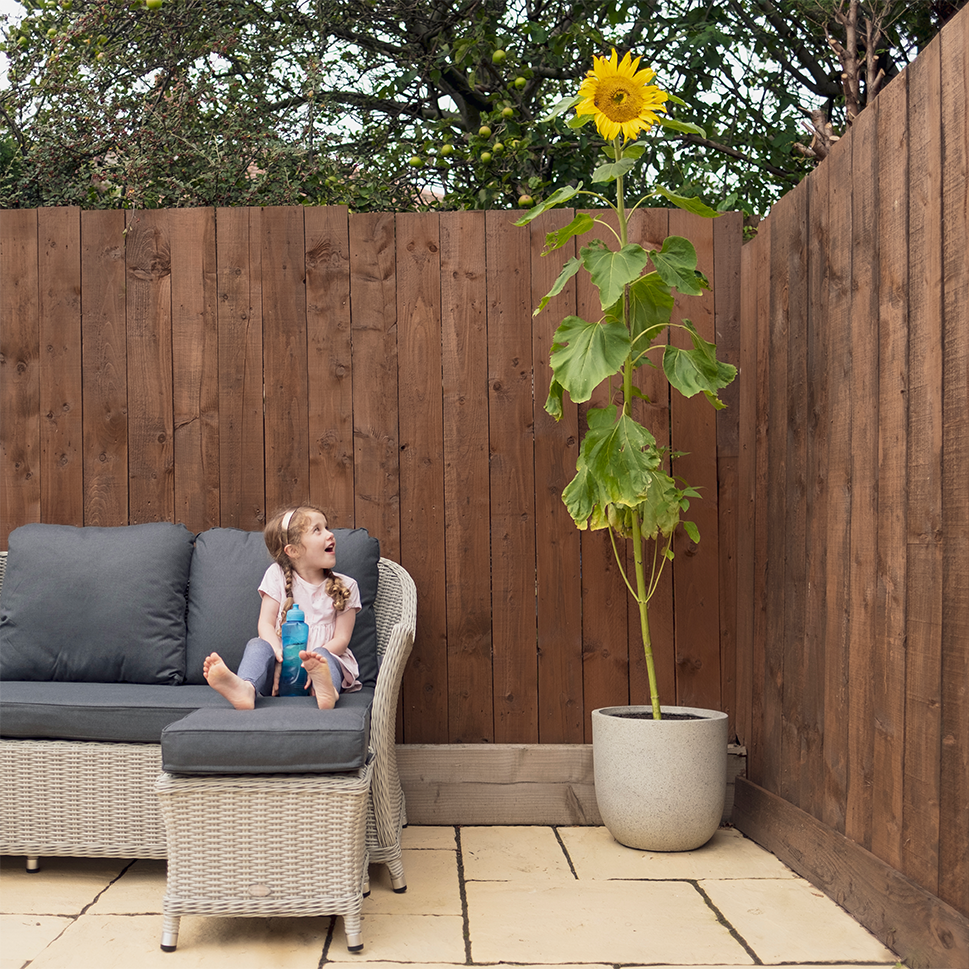 Top Tips for Growing Thriving Sunflowers A Guide for Young Gardeners