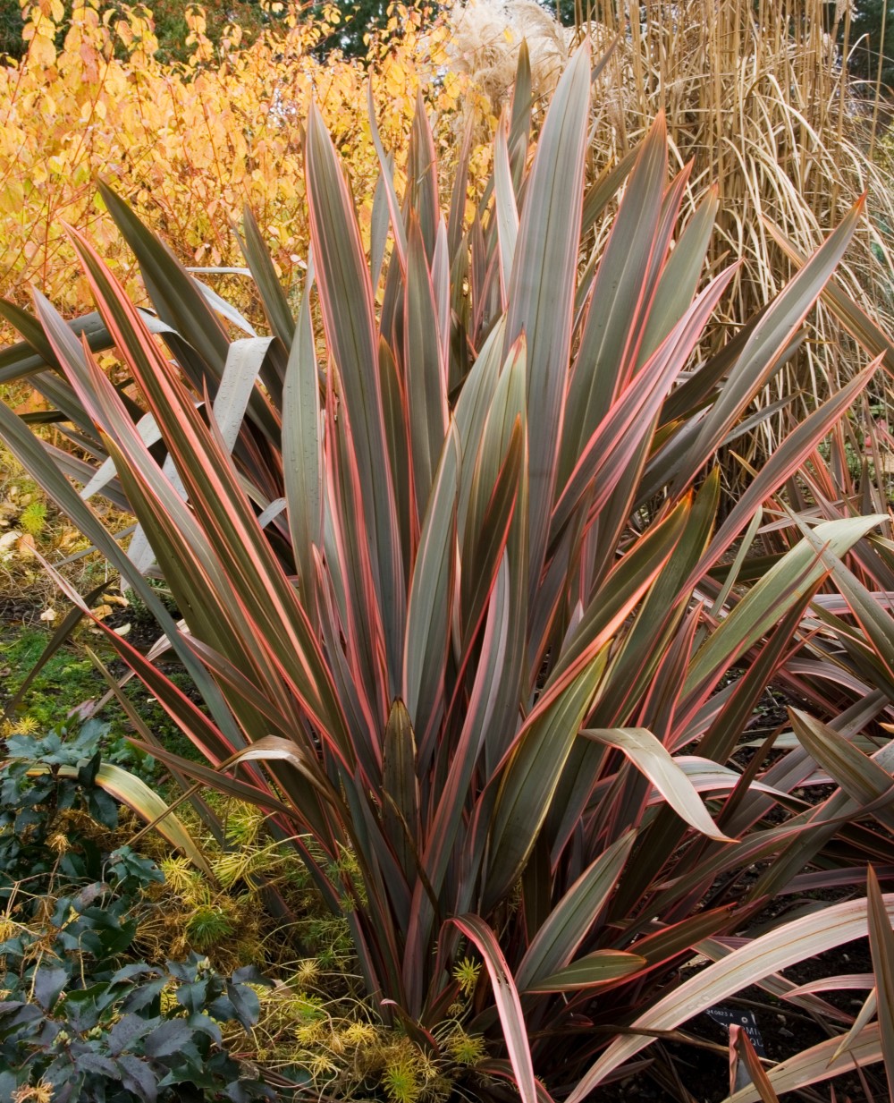 Phormium 'Maori Queen' 2 litre pot Otter Garden Centres