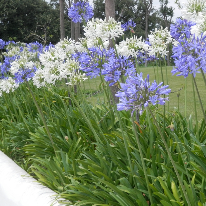 Our Guide To Growing Agapanthus Otter Garden Centres our-guide-to-growing-agapanthus-otter-garden-centres