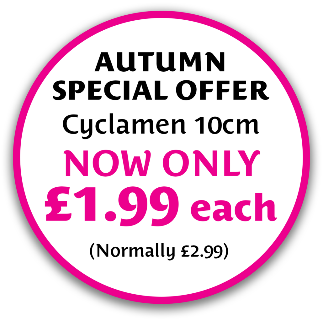 Autumn Offer Cyclamen 2026 Circular promotional graphic with a pink border advertising an autumn special offer: “Cyclamen 10cm — NOW ONLY £1.99 each” (normally £2.99).
