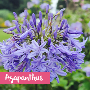 Agapanthus