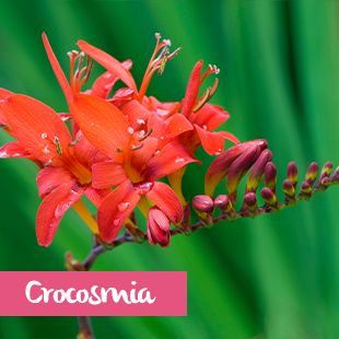 Crocosmia