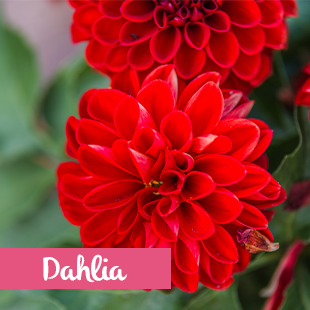 Dahlia