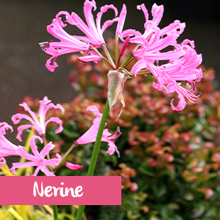 Nerine