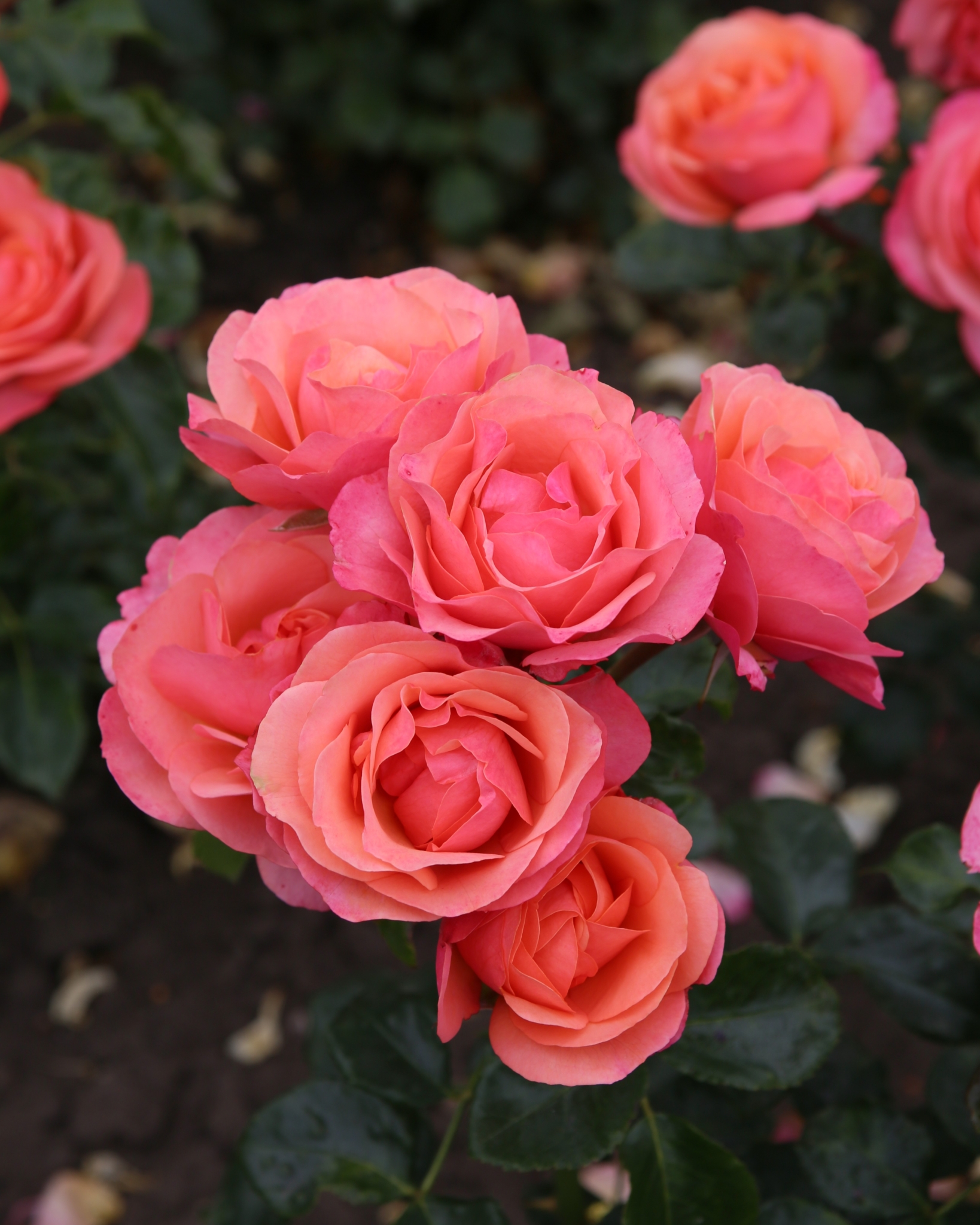 Rose Coral Gardens