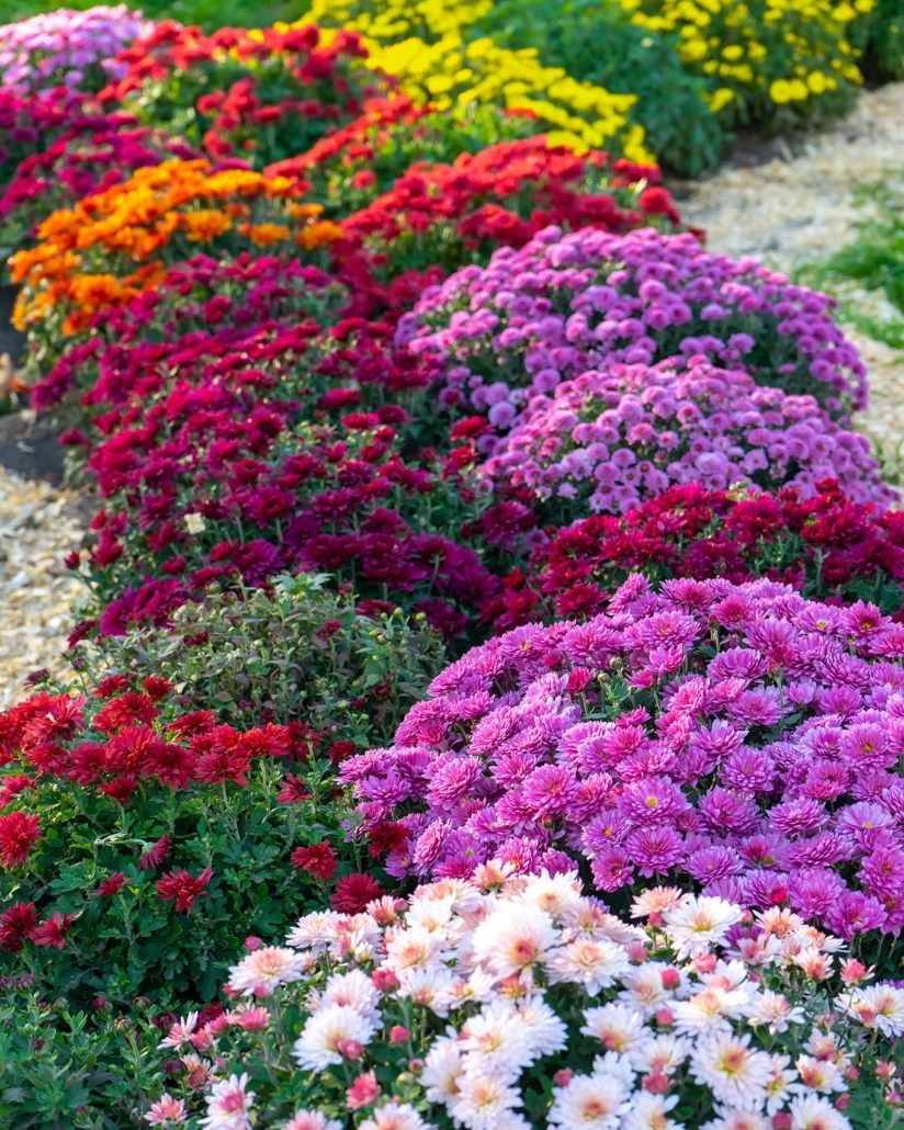 Plant of the Month Chrysanthemum