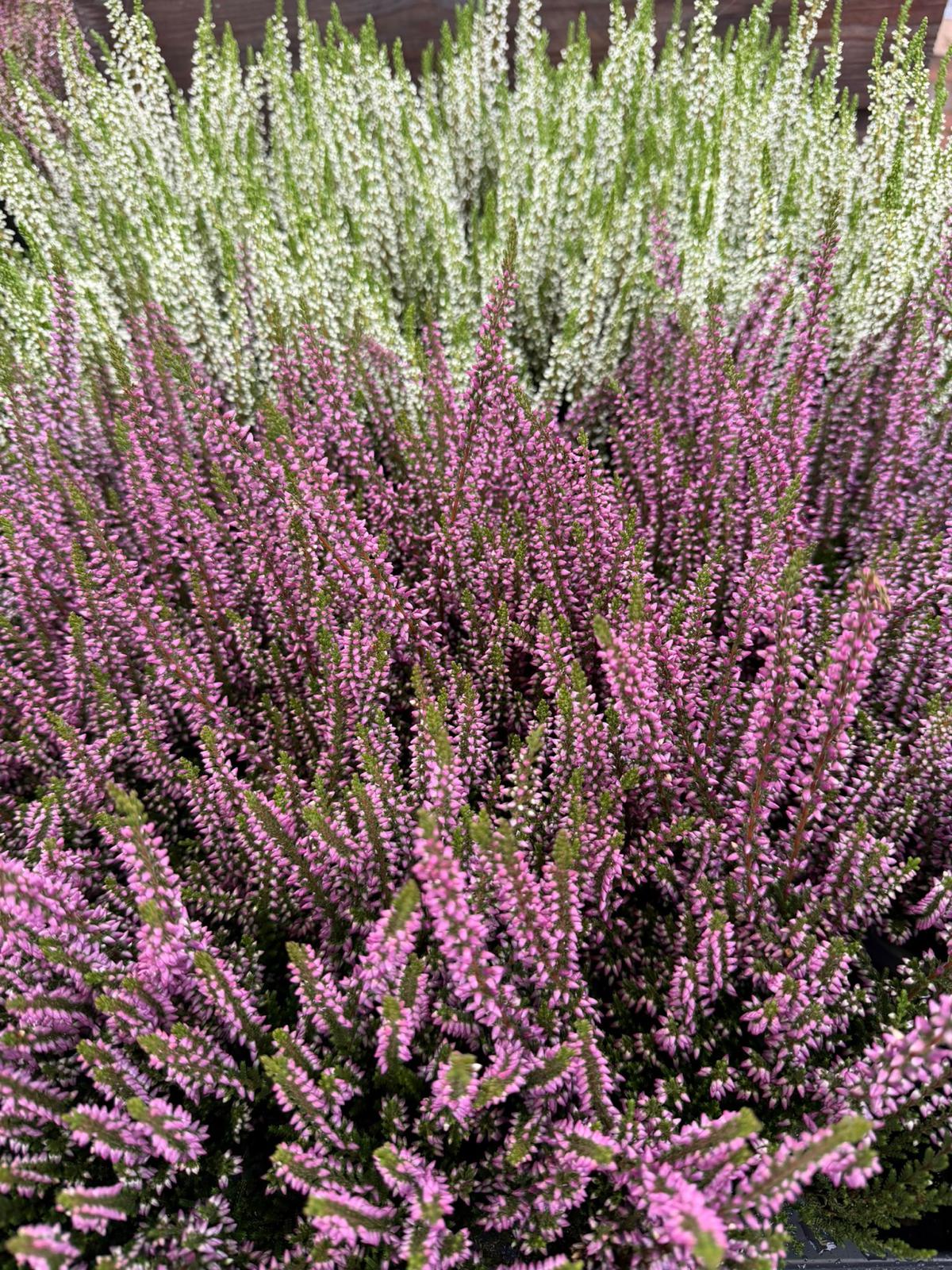 Calluna Heather