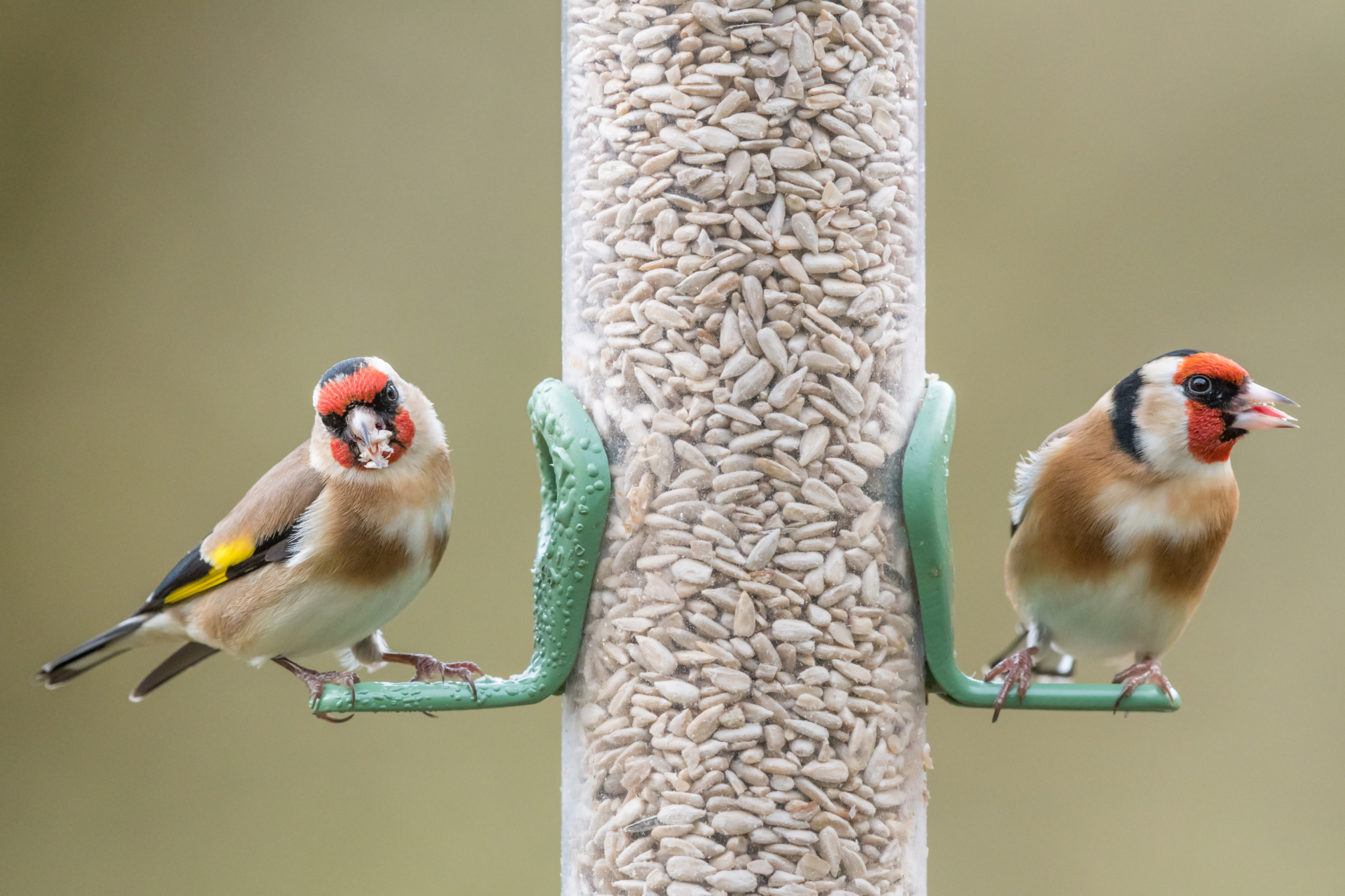 Two golfinches seed feeder