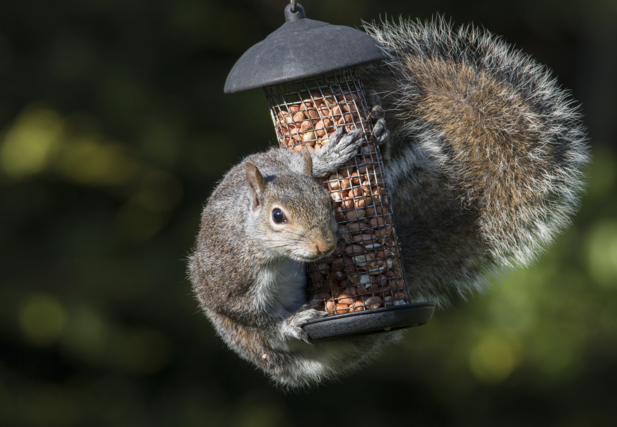 Grey Squirrel hugging birds peanuts