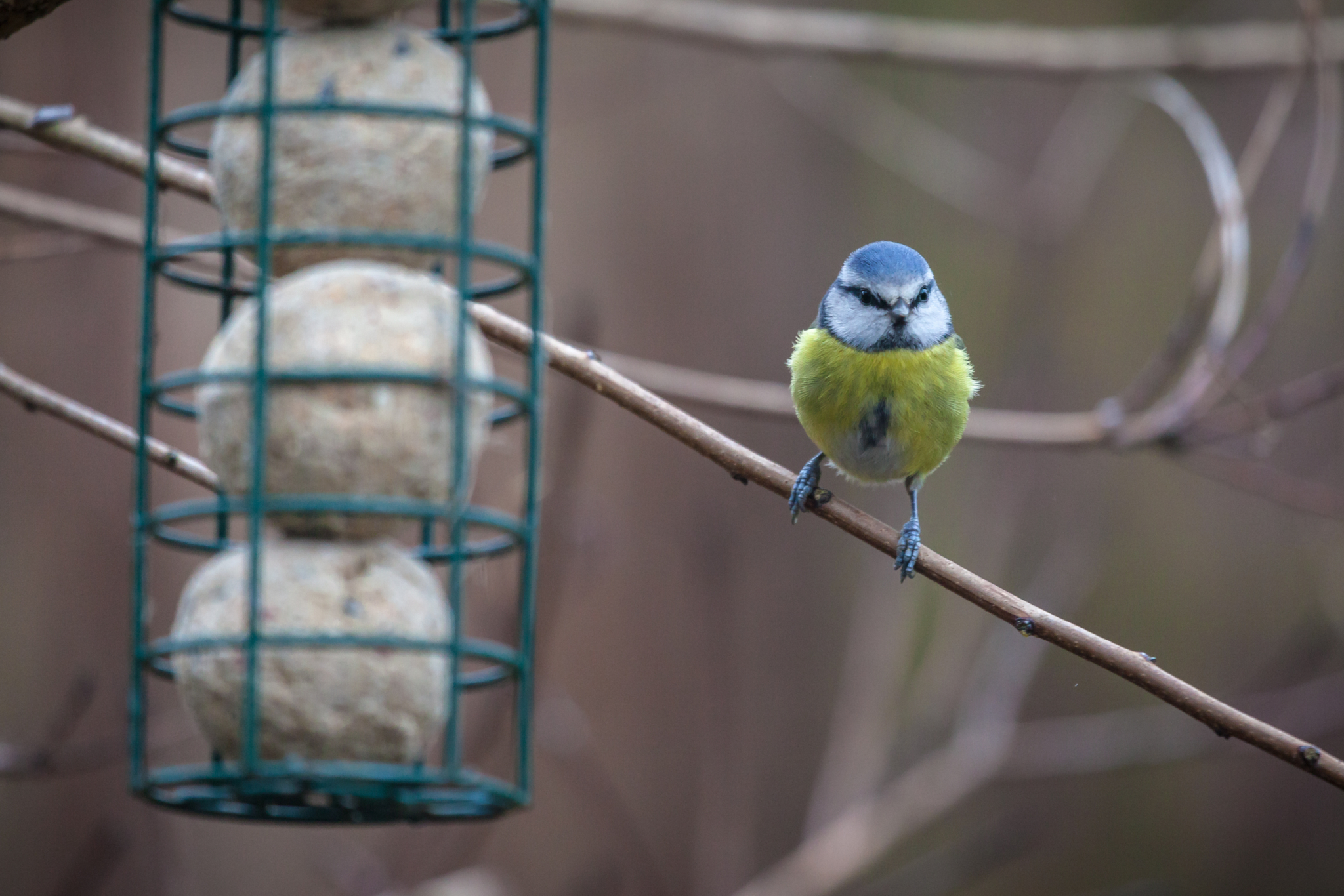 Beautiful Blue Tit Posing