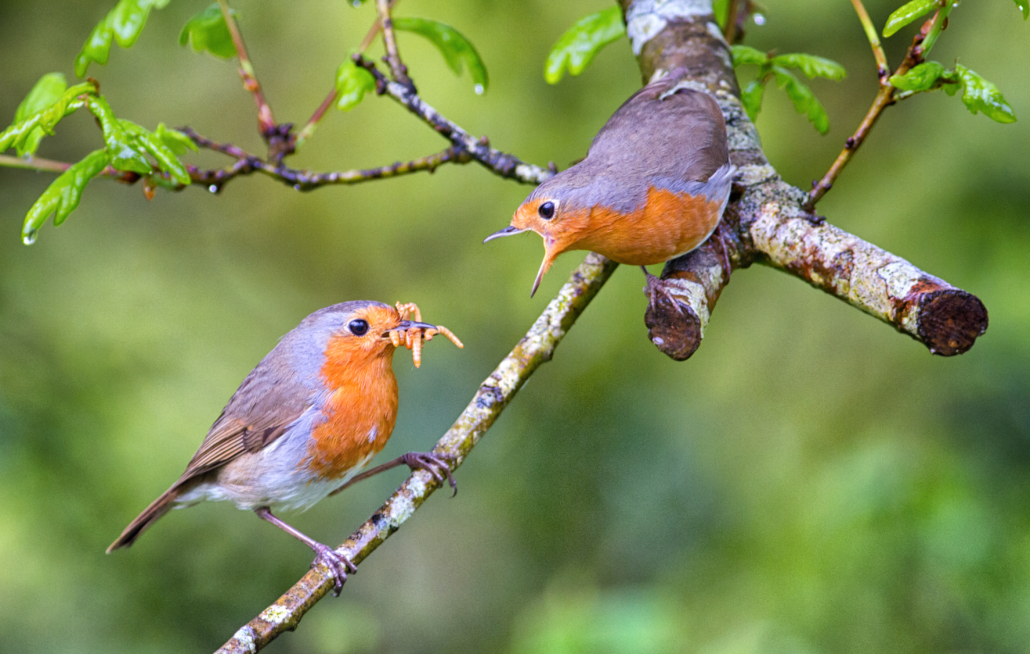 Male European Robin feeding his mate