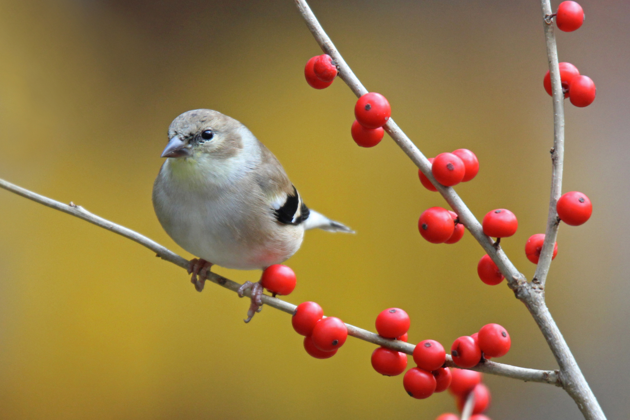 Fall Goldfinch