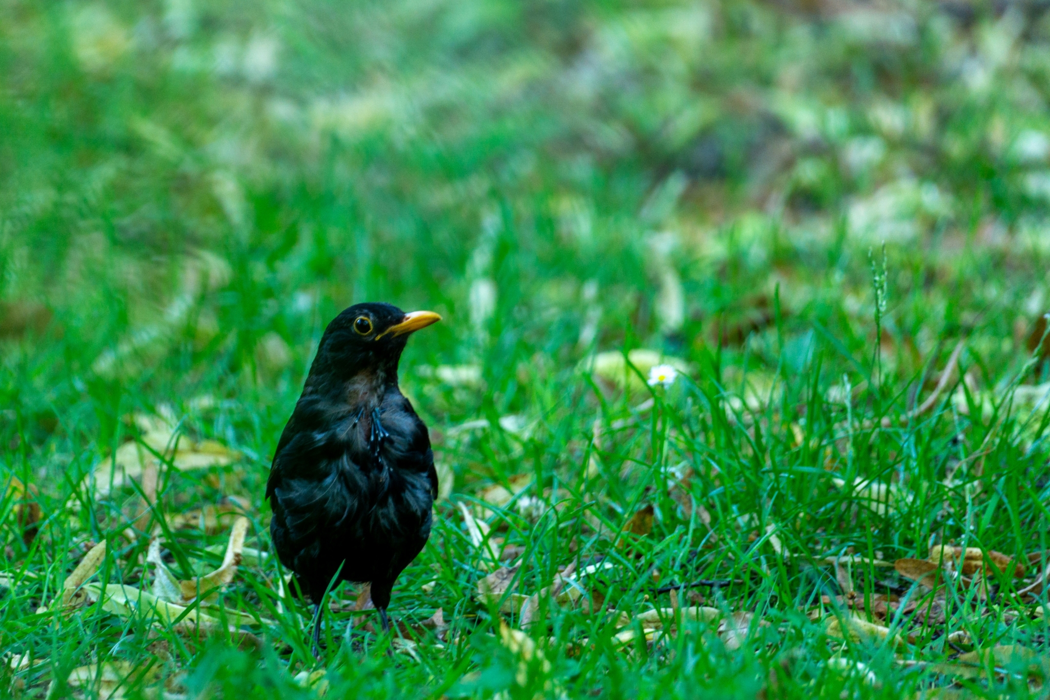 robert-schwarz-0VkHN8VW0Hs-unsplash